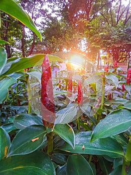 Red Indian Head Ginger flower in the garden