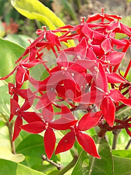 Red indian Jamin flower/ Ixora flower  -  Image photo