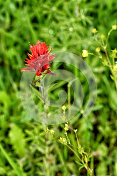 Red Indian Paintbrush Castilleja linariifolia