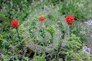 Red Indian Paintbrush Flower