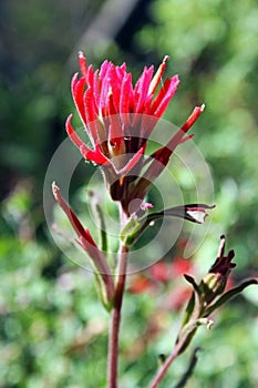 Red Indian Paintbrush flower, Castilleja