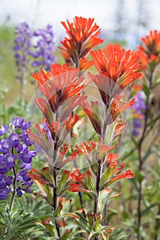 Red Indian Paintbrush Wildflowers Closeup