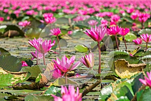 Red indian water lily flowers at Nong Han marsh in Kumphawapi district  Udon Thani  Thailand.