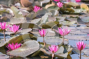 Red indian water lily or Nymphaea pubescens willd blooming in lake