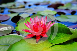 Red Indian Water Lily (Nymphaea rubra)