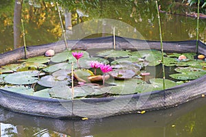 Red Indian Water Lily or red lotus