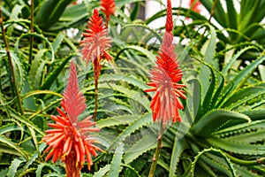 Red inflorescence of Aloe arborescens (krantz aloe or candelabra aloe) plant