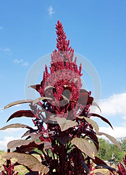 Red inflorescence of Amaranth