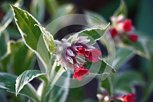 Red inflorescence of a pulmonaria.