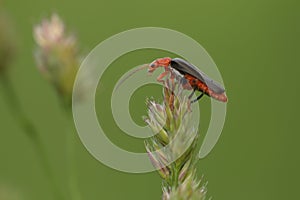 Red insect