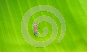 Red Leafhopper (Bothrogonia sp.)