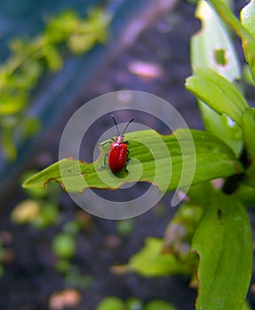 A Red Insect In My Garden