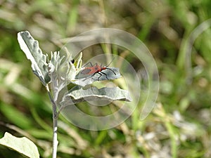 A red insect sitting on a leaf in the desert, Northern Territory