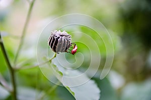 Red insect species are the tree