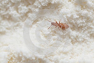 Red insect weevil appeared in flour provisions at home photo