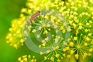 Red insect on yellow flower