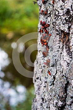 Red Insects