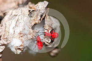 Red insects on Cotton Boll photo