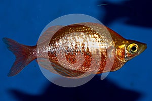 Red Irian Rainbowfish Male