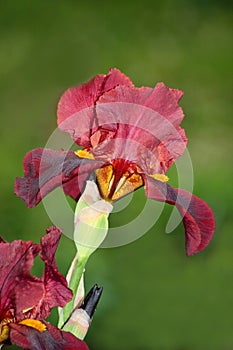 Red iris