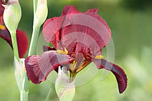 Red iris