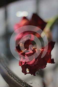 Red iris flower at sunset after rain, wet on the table.   table, water drops.