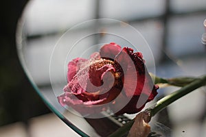 Red iris flower at sunset after rain, wet on the table.   table, water drops.