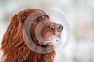 Red irish setter
