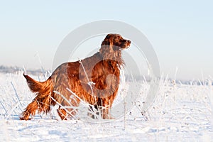 Red irish setter