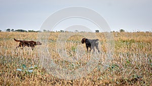 Red irish setter amd german wairehaired pointer dogs in field. Point a bird throw hunting.