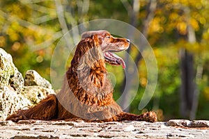Red irish setter dog
