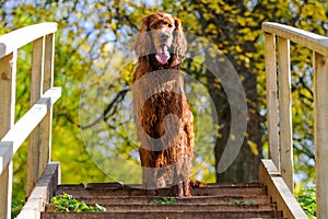 Red irish setter dog