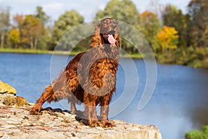 Red irish setter dog