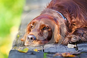 Red irish setter dog