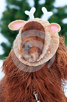 Red irish setter dog