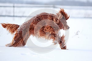 Red irish setter dog