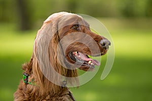 A Red Irish Setter dog