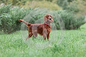 Red irish setter dog is standing on green grass at summer