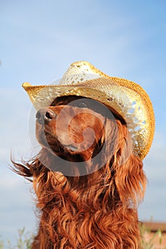 Red irish setter in hat