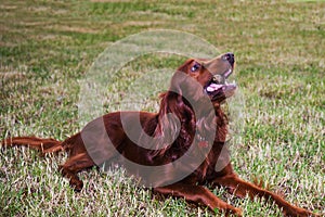 Red Irish setter in the park. the dog gnaws a wood stick
