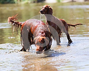 Red Irish Setters standing at river photo