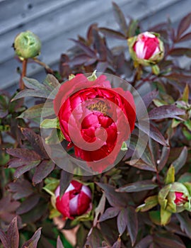 Red Itoh Peony in spring home garden