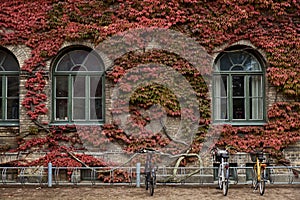 Red ivy in autumn climbing on an old college building facade surrounding arched windows. Bicycles parked by a old campus exterior