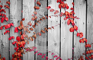 Red ivy climbing on wood fence. Creeper plant on gray and white wooden wall of house. Ivy vine growing on wood panel. Vintage