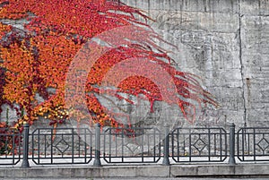Red ivy on the conctete wall