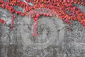 Red ivy on the conctete wall