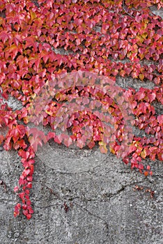 Red ivy on the conctete wall