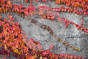 Red ivy on the conctete wall