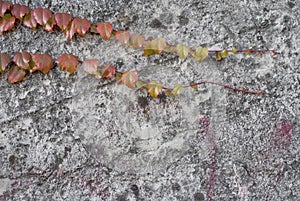 Red ivy on the conctete wall