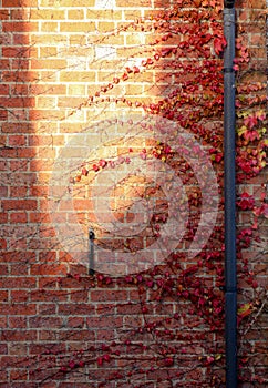 Red Ivy Creeper Leaves on the brick wall